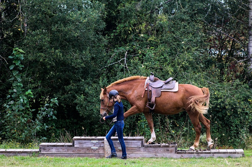 éthologie cheval Rennes, Baulon