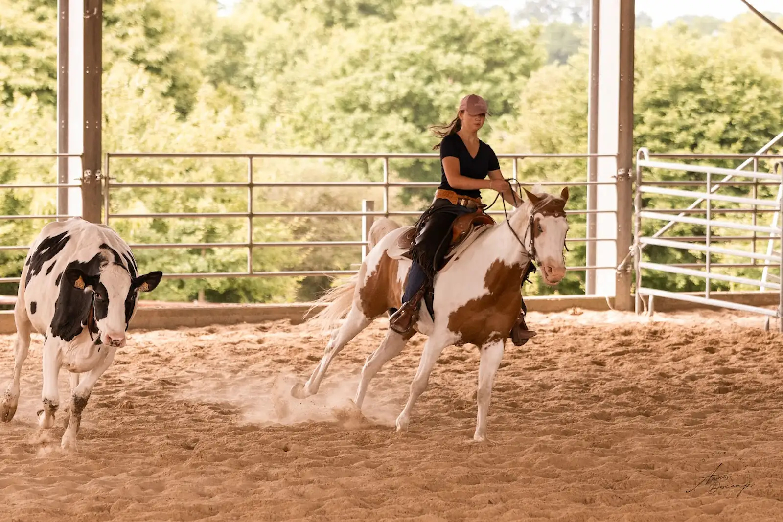 Les disciplines de Ranch